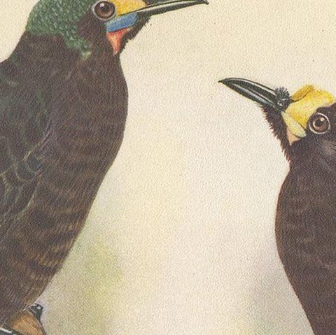 Antique Print of the Wattled Bird of Paradise and Others, 1950, close-up 1