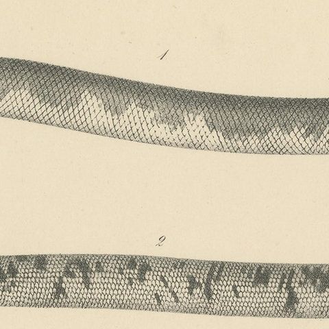 Antique Print of the African Giant Blind Snake, close-up 1