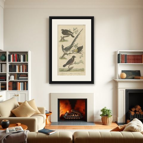 Original Antique Print of a Goatsucker, a Nightjar and Other Birds, 1821, shown framed in a room