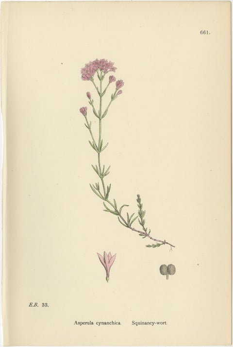 Set of 10 English Botanical Prints 1902, Galium & Asperula, Sowerby, view 10