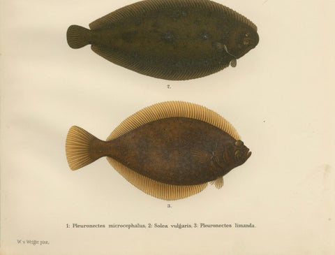 Flounder, Common Sole and Dab - Stunning Scandinavian Flatfish Lithograph, 1895, close-up 1