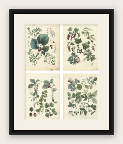Antique Berry Botanical Chromolithographs, Currants & Wild Berries, Calwer 1854, shown framed