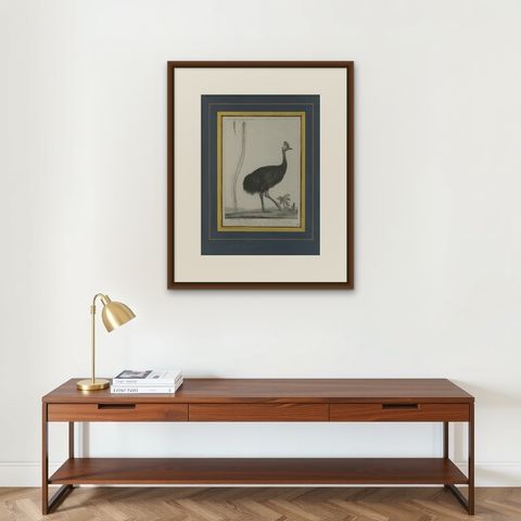 Antique Print of a Cassowary Bird by Miger 'c.1808', shown framed on a wall