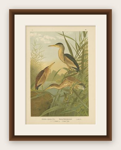 Antique Bird Print of the Little Bittern by Naumann, circa 1895, shown framed