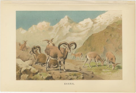 Bharal (Blue Sheep), Antique Himalayan Wildlife Chromolithograph, 1894, view 2