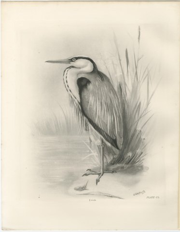 Gray Heron Standing by Reeds, Plate CL after Lilian Medland, c. 1909, view 2