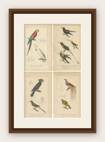 Set of 4 Antique Bird Prints of the Horned Parrakeet, Scarlet Macaw and Others, shown framed