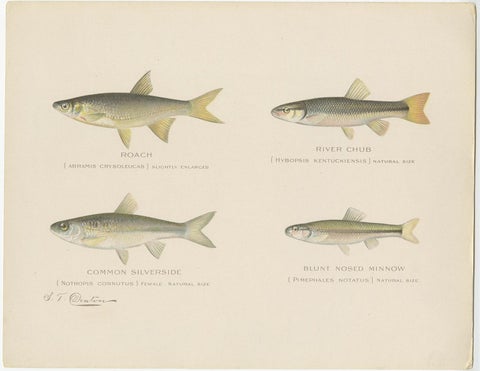 Set of 2 Chromolithographs Depicting Eight '8' Kinds of Fish, ca.1902, view 3