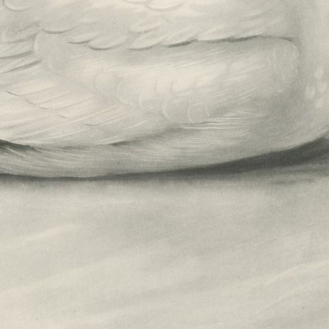 Gannet, Antique Bird Print after Lilian Medland, circa 1909, close-up 3
