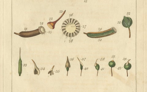 Botanical Study of Various Plant Structures in an Original Engraving, 1803, close-up 2