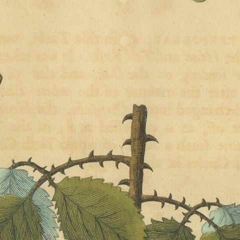 English Moths and Caterpillars on Oak & Bramble, Antique Insect Engraving, 1720, close-up 2
