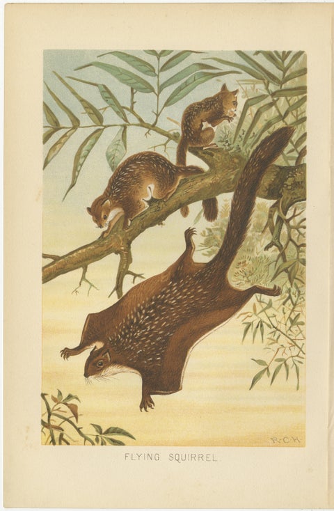 Woodland Animal Print, Victorian Flying Squirrel Illustration, Soft Green, 1894