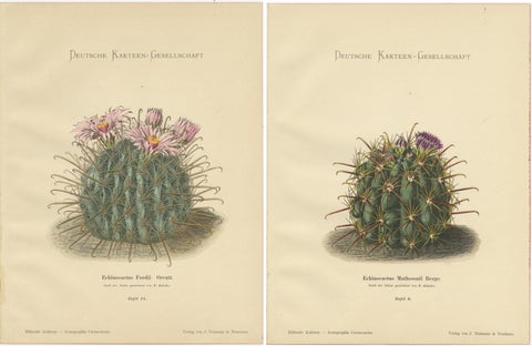 Set of 2 Decorative Antique Cactus Prints, circa 1910, view 2