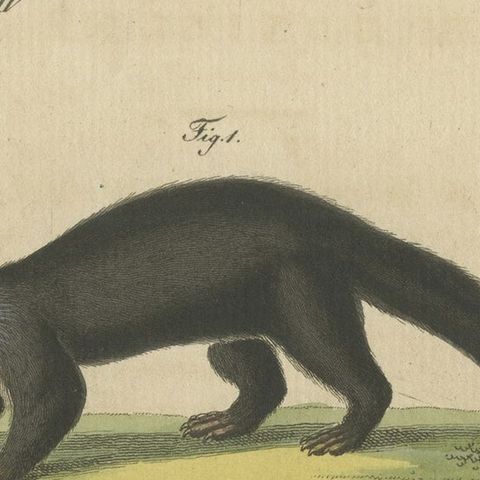 Original Hand-Colored Antique Print of a Weasel and Fox species, close-up 4