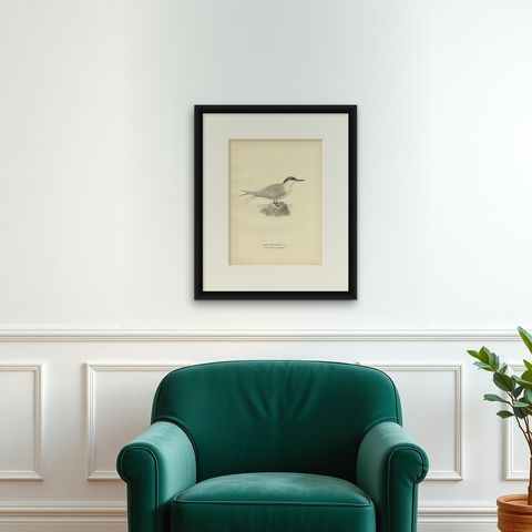 Antique Bird Print of the Sandwich Tern 'summer' by Von Wright, 1929, shown framed on a wall