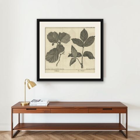 Antique Botany Print of Alnus And Fraxinus by Le Bas, 1752, shown framed on a wall