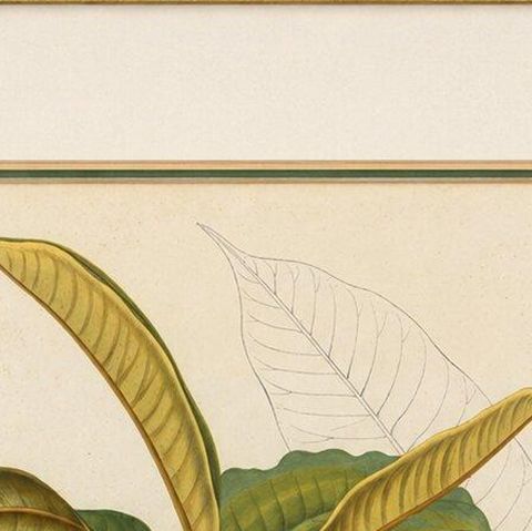 Antique Botanical Lithograph, Isonandra Gutta Percha Plant, de Vriese, 1856, close-up 6