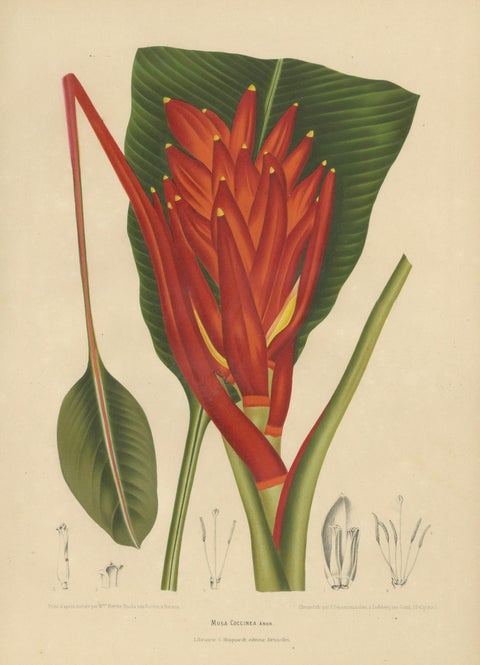 Antique Red Heliconia Botanical Chromolithograph by Hoola van Nooten, c. 1880, close-up 1