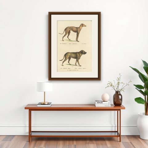 Antique Hand Colored Print of a Greyhound and English Greyhound Dog, 1824, shown framed on a wall