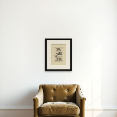 Pl. 8 Antique Print of a Jackal, Lion and Tiger by Richardson, circa 1860, shown framed on a wall