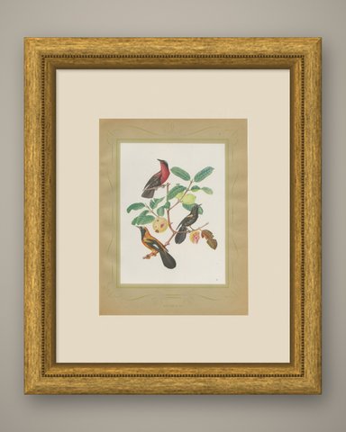 Orioles and Tanagers on a Guava, Brazilian Bird Print, Descourtilz, 1944, shown framed