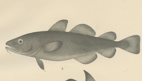 Greenland Cod, Pout and Poor Cod - Intricate Scandinavian Fish Lithograph, 1895, close-up 3