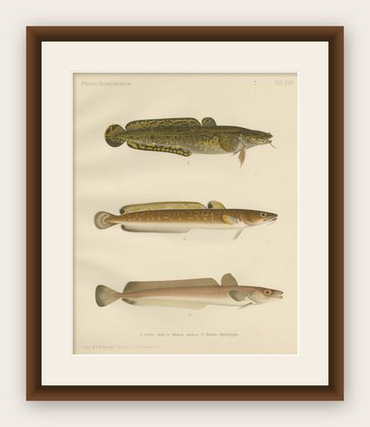 Burbot, Ling, and Blue Ling - Unique Scandinavian Eel-like Fish Lithograph, 1895, shown framed
