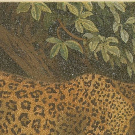 Leopards, Antique Big Cat Print, Victorian Natural History, 1894, close-up 4