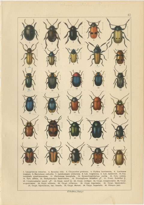 Decorative Antique Beetle Prints, Vibrant Chromolithograph Set of 8, Calwer 1893, view 4