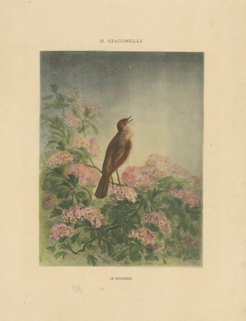 The Nightingale's Song - Giacomelli’s Floral and Avian Art, Circa 1891, close-up 4
