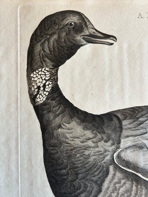 Brent Goose, Antique Bird Engraving by Nozeman and Sepp, 1789, view 4