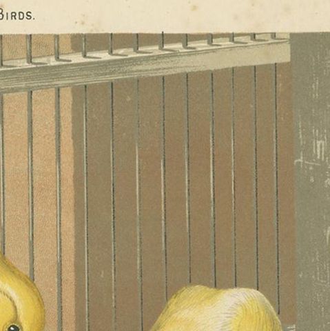 Antique Bird Print of the Belcian Canaries, 'circa 1880', close-up 1