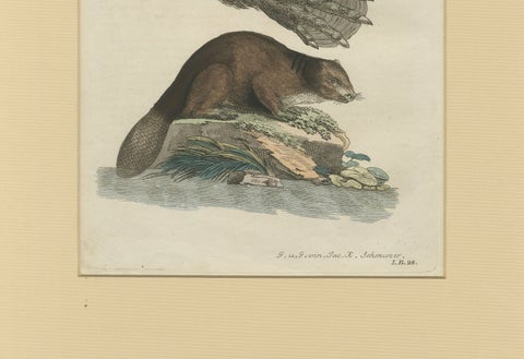 Antique Beaver with Webbed Feet Engraving, Bertuch, c. 1792, close-up 6