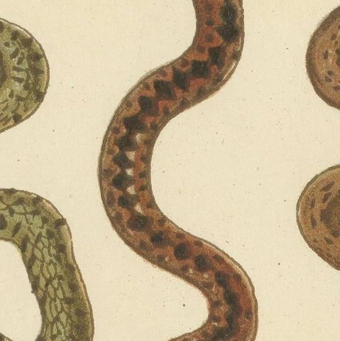 Antique Print of Three Snakes, close-up 2