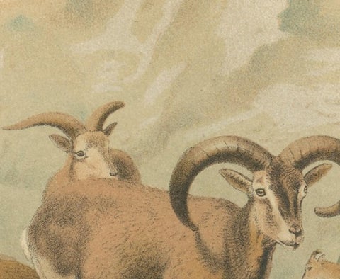 Bharal (Blue Sheep), Antique Himalayan Wildlife Chromolithograph, 1894, view 3
