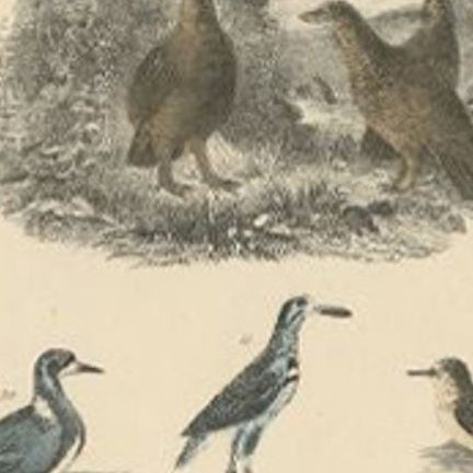 Antique Bird Print of Various Bird Species, Incl an Ostrich, c.1852, close-up 2
