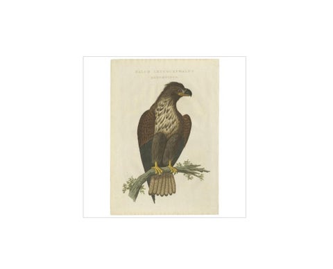 White-Tailed Eagle, Falco Leucocephalus Hornotinus, Antique Bird Print c.1829, view 2