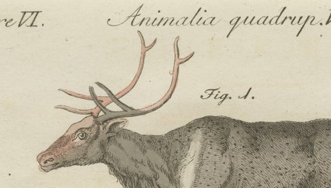Antique Reindeer & Northern Deer Engraving, Bertuch, c. 1792, close-up 3