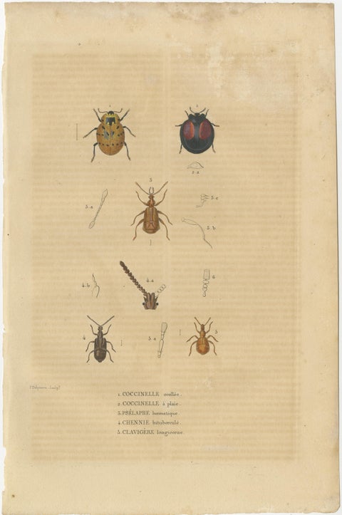 Entomological Treasury: A Detailed Study of Insect Diversity, 1845, view 2