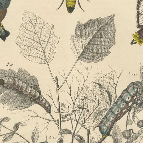 Lithograph of Insect Life Cycles, Moths, Bees, and Caterpillars with Host Plant, close-up 5