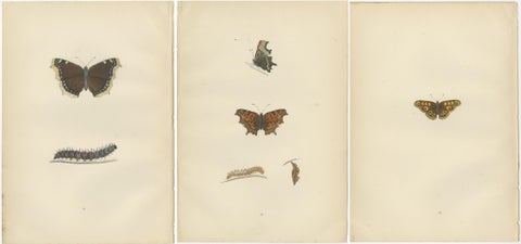 Metamorphosis in Motion: A Triptych of Butterfly Life Stages, 1890, view 5