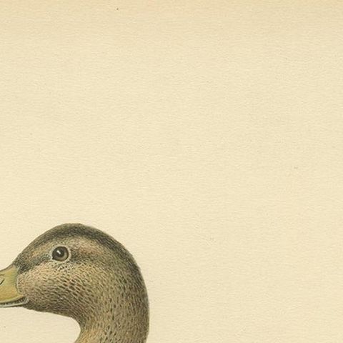 Antique Bird Print of a Female Domestic Duck by Von Wright, '1929', close-up 1