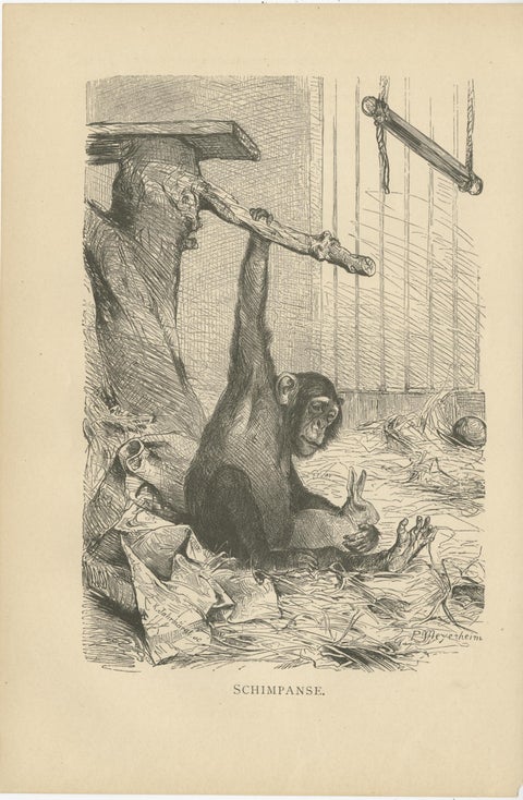 Set of 5 Antique Monkey Prints, Gorilla, Chimpanzee, by Brehm 'c.1890', view 3