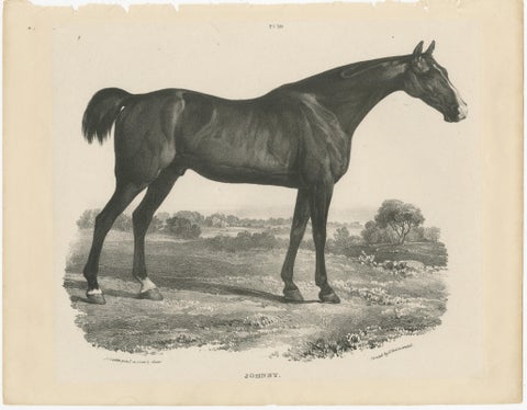 Johnny & An Old Hunter, Pair of Antique Sporting Horse Lithographs c.1840, view 2