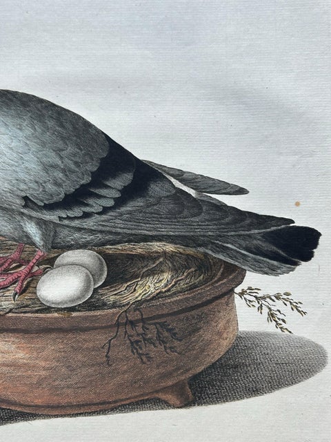 Rock Dove or Common Pigeon, Hand-Coloured Engraving with Dutch Text, 1770–1829, view 9