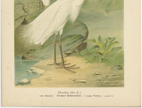 Great Egret or White Heron, Elegant German Ornithology Print c.1985, close-up 2