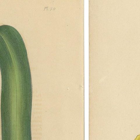 Set of 2 Antique Botany Prints, Dietes Bicolor Plant, Gompholobium '1846', close-up 1