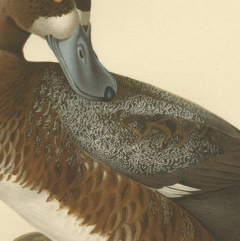 Antique Bird Print of the Male Greater Scaup by Von Wright, 1929, close-up 2