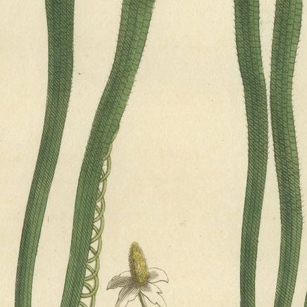 Old Botanical Engraving of Vallisneria (Tape Grass) - 1803 Aquatic Plant Print, close-up 5