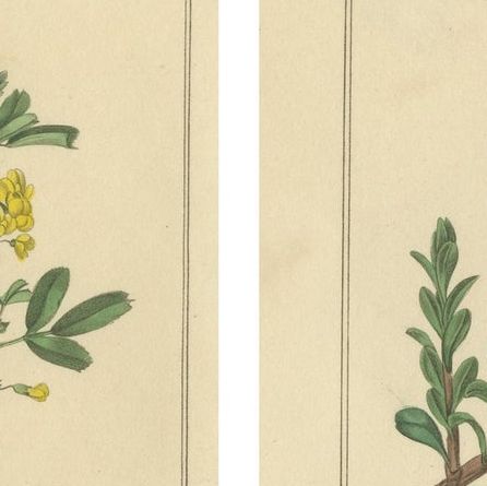 Antique Botanical Flower Studies by Benjamin Maund, London c.1836, close-up 1